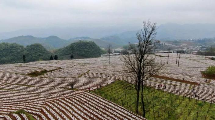 航拍贵州纳雍寨乐千亩辣椒基地 气势雄伟的春耕画卷