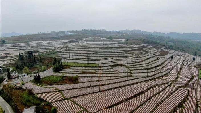 航拍貴州納雍寨樂千畝辣椒基地 氣勢雄偉的春耕畫卷