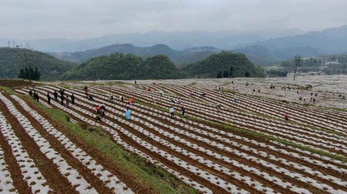 航拍贵州纳雍寨乐千亩辣椒基地 气势雄伟的春耕画卷