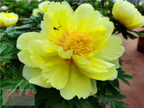 Luoyang Peony to Be Exhibited at 10th China Flower Expo_fororder_图片2