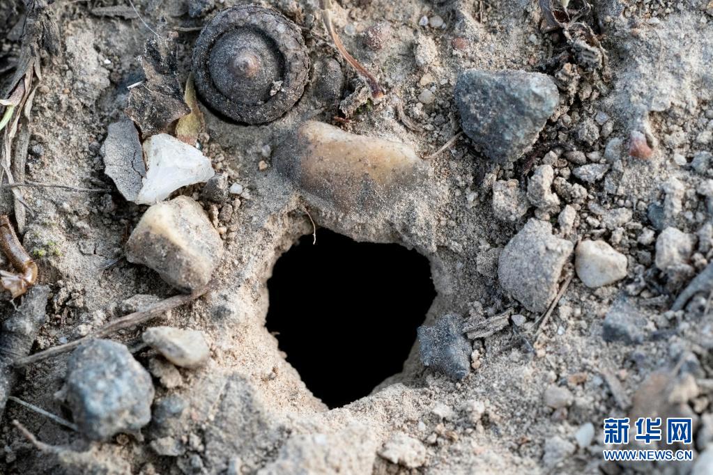 美国今夏迎来亿万只17年蝉