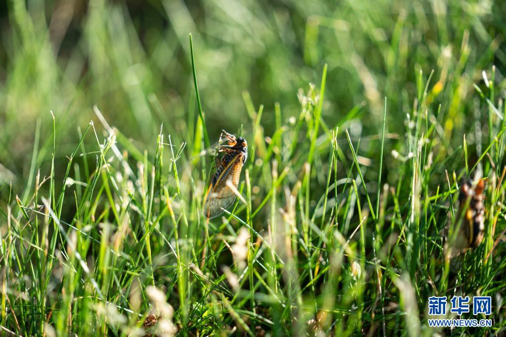 美国今夏迎来亿万只17年蝉