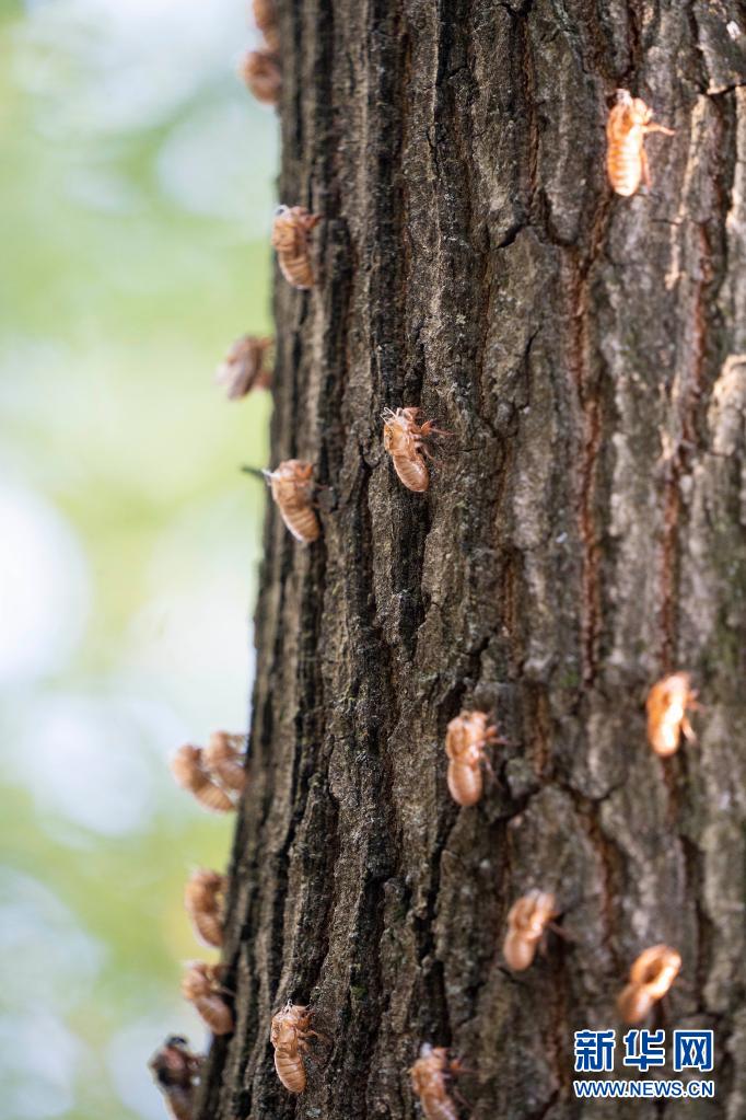 美国今夏迎来亿万只17年蝉