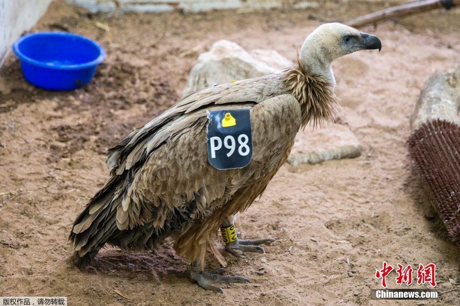 以色列“間諜禿鷹”被捕獲 已送返動物園