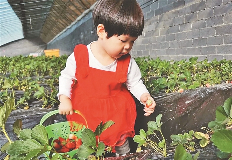 林甸县四合乡村民：改良盐碱地 种出甜草莓
