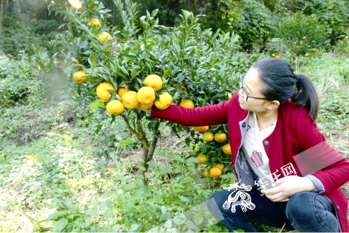 【区县联动】【垫江】垫江:"双节"接待游客9.27万人次 乡村康养备受捧【区县联动 二级界面】垫江接待游客9.27万人次 乡村康养受捧