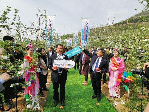 OK【河南供稿】河南靈寶：2020年第三屆中國蘋果花節開幕