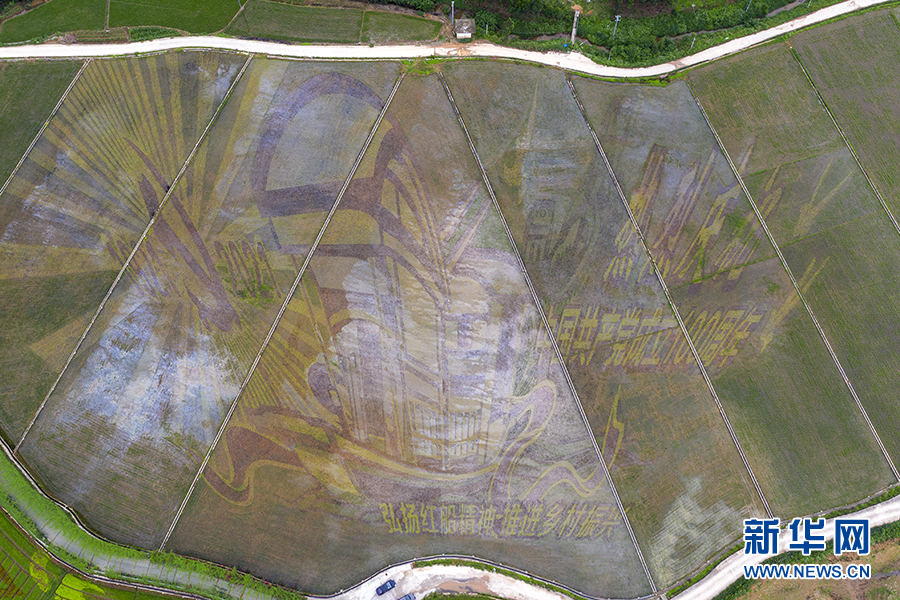 创意稻田画带动乡村旅游