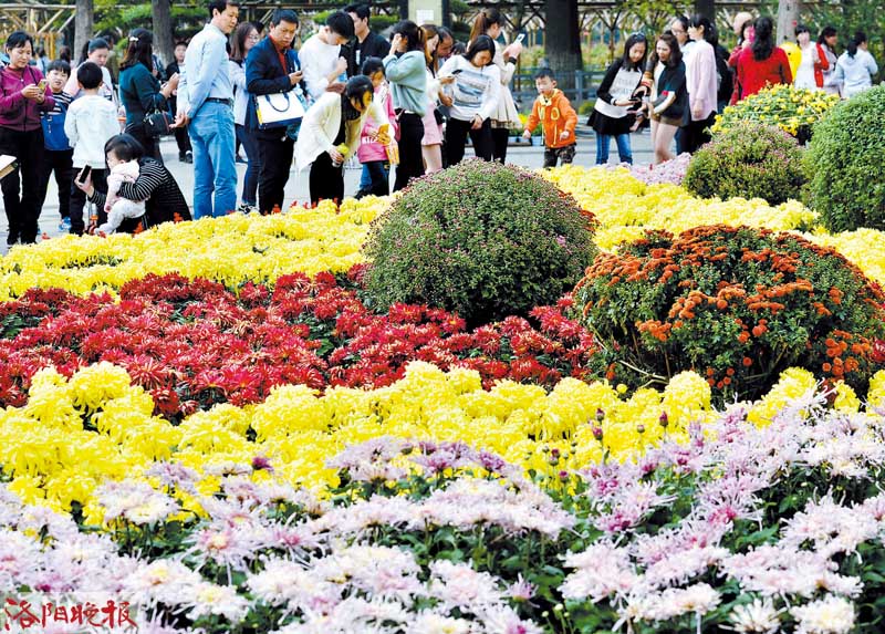 “十一”長假 王城金秋菊展吸引遊客約23.45萬人次