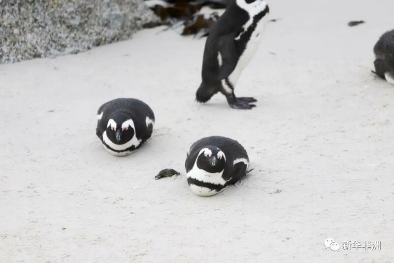 Tsuntsayen penguins na Afirka_fororder_微信图片_20210426144952