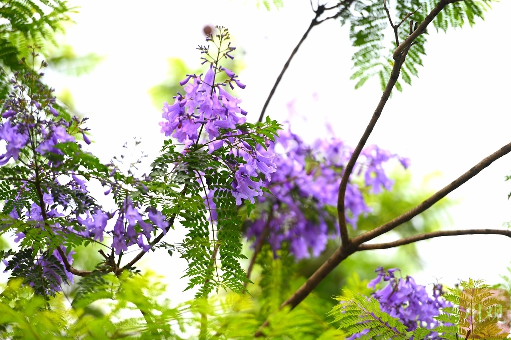 （转载）邂逅五月浪漫 成都迎来蓝花楹最美花期