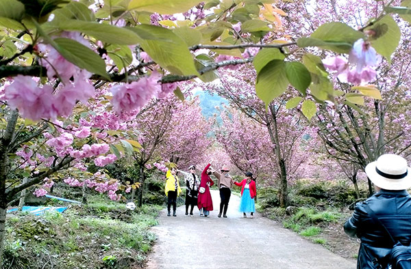 向上向善 無憂新生 向著美好奔跑十三年的汶川_fororder_遊客打卡櫻花裏-(2)