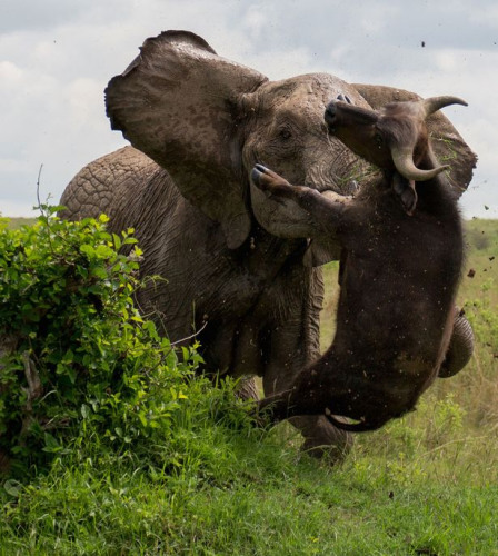 不自量力：水牛攻击母象 被抛向空中重伤死亡(图)