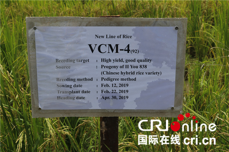 杂交水稻在缅甸让亩产翻番 已成为靓丽的中国名片_fororder_2