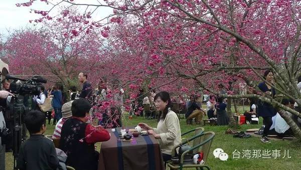 春节赴台，这些赏樱胜地你知道吗？