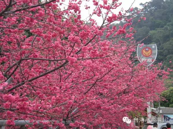 春节赴台，这些赏樱胜地你知道吗？