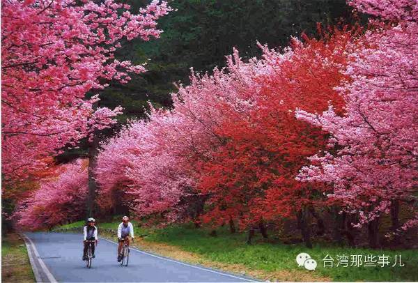 春節(jié)赴臺，這些賞櫻勝地你知道嗎？