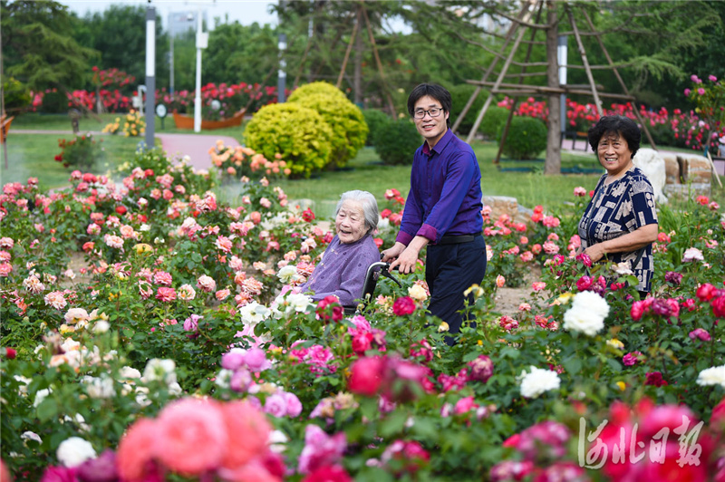 河北廊坊：漫步月季花園 暢享幸福生活