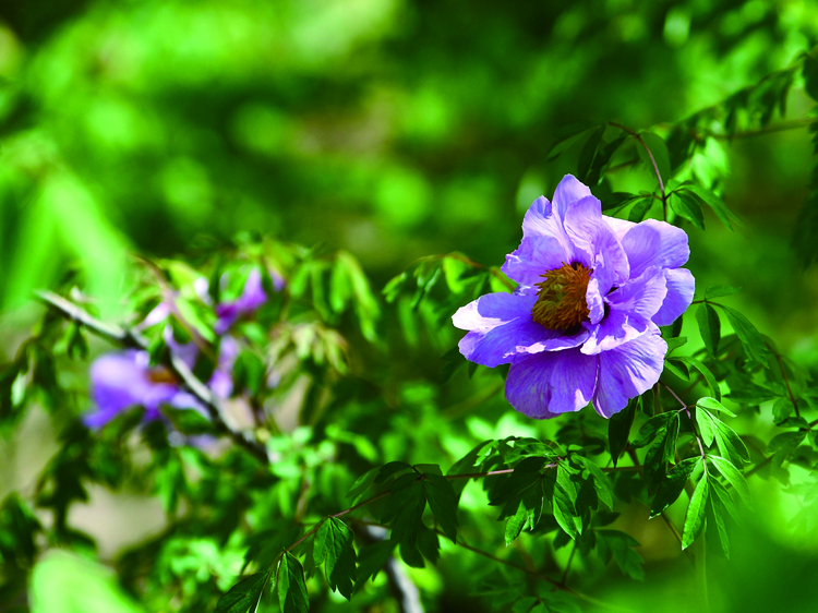 长春市牡丹园牡丹花开