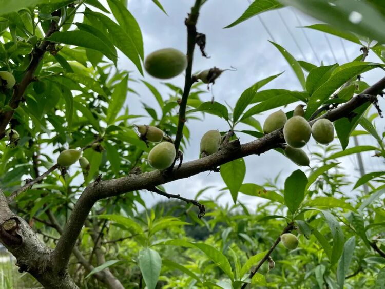 比“糍粑越打越甜”更甜的，是井岡山神山村的笑容