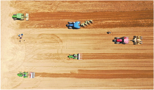 滨州市无棣县：万亩芝麻基地开始播种