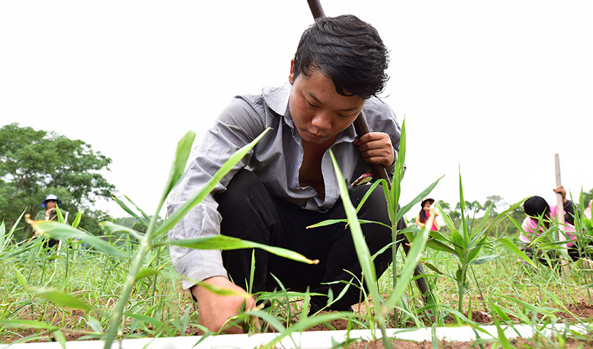 广西上思：年产值达546万元 肉姜种植托起村民致富梦