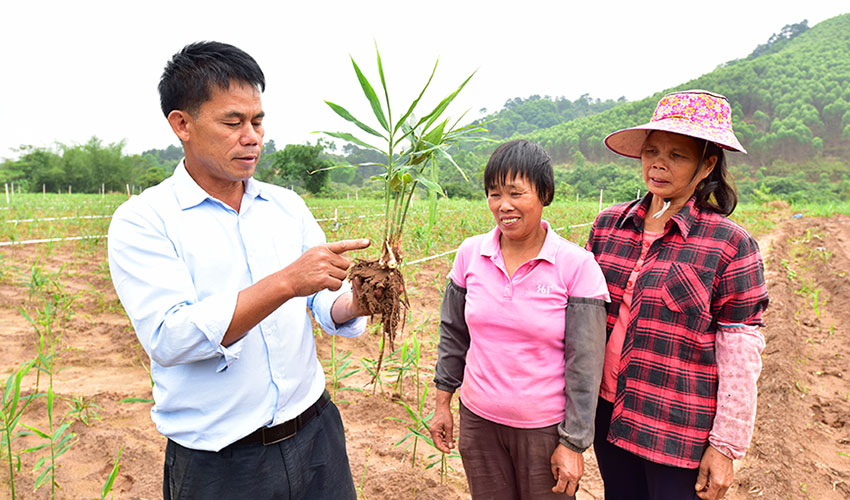 广西上思：年产值达546万元 肉姜种植托起村民致富梦