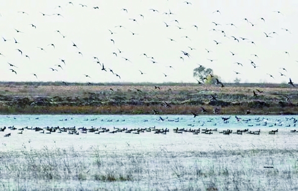 黑龍江江十大觀鳥地帶你感受“鳥類天堂”