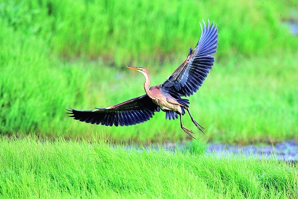 黑龍江江十大觀鳥地帶你感受“鳥類天堂”