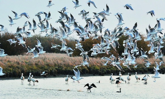 黑龍江江十大觀鳥地帶你感受“鳥類天堂”