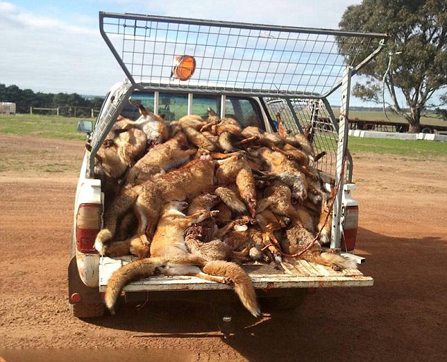 澳大利亚野生狐狸成灾 农民捕杀惹争议