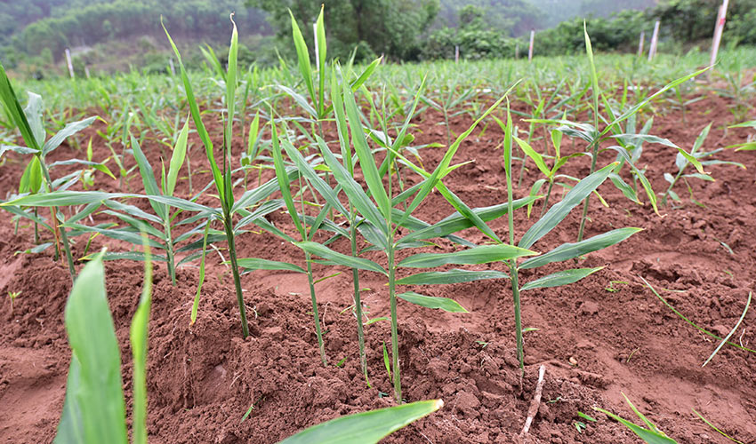 广西上思：年产值达546万元 肉姜种植托起村民致富梦