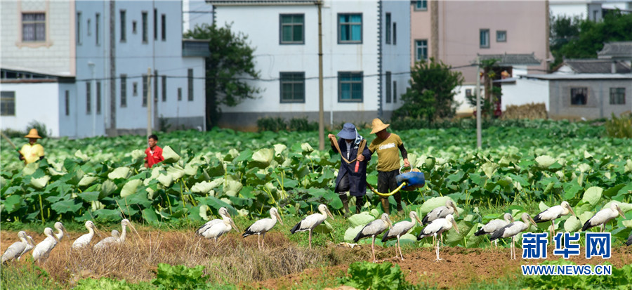 云南弥勒：人鸟和谐共家园