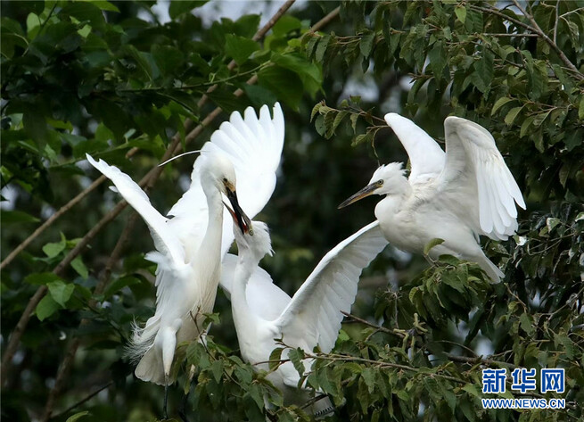 美しいシラサギを鑑賞　雲南省臨滄玉竜湖畔_fororder_FOREIGN202105131643000529183226354