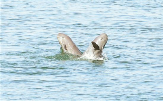 長江でスナメリが「シンクロナイズドスイミング」を披露