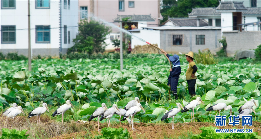 云南弥勒：人鸟和谐共家园
