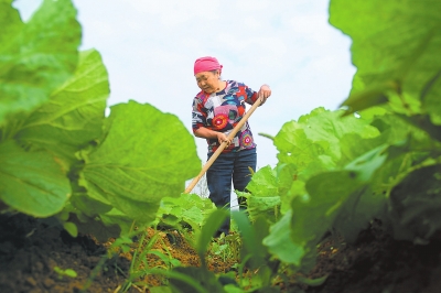 【豫見國際列表】河南秋作物收穫近九成 佔總播種面積的86.8%