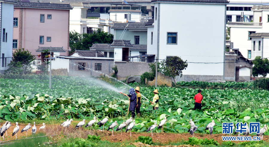 云南弥勒：人鸟和谐共家园