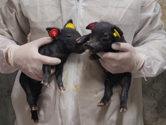 体細胞混合クローン技術で、豚のオスとメスの双子が誕生