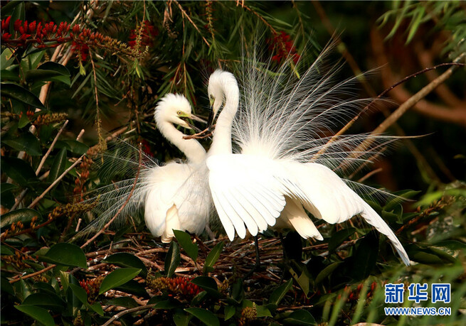 美しいシラサギを鑑賞　雲南省臨滄玉竜湖畔_fororder_FOREIGN202105131643000515219367250