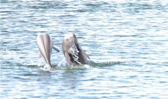 長江でスナメリが「シンクロナイズドスイミング」を披露