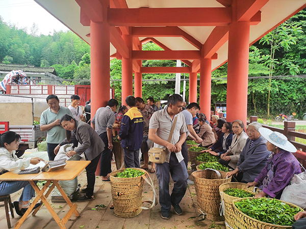 眉山丹棱：茶叶市场交易旺 助农增收产业旺_fororder_岐山村茶叶交易市场人气旺-摄影-程欢悦
