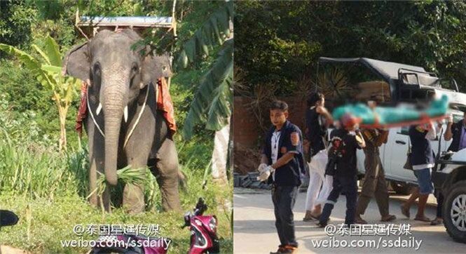 泰国一景区发生大象踩游客事件 致一死两伤(图)