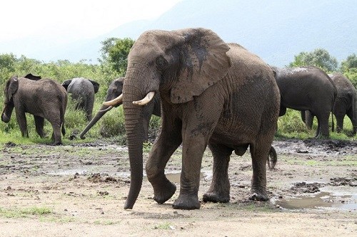 18只大象将从非洲远渡美国 动物保护人士提出抗议