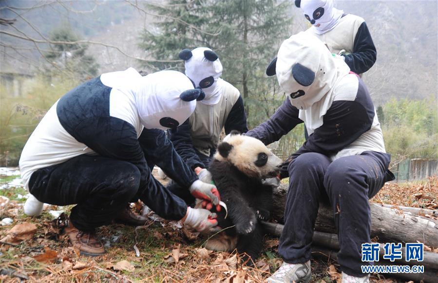 四川：三只大熊猫幼仔参加野化培训(组图)