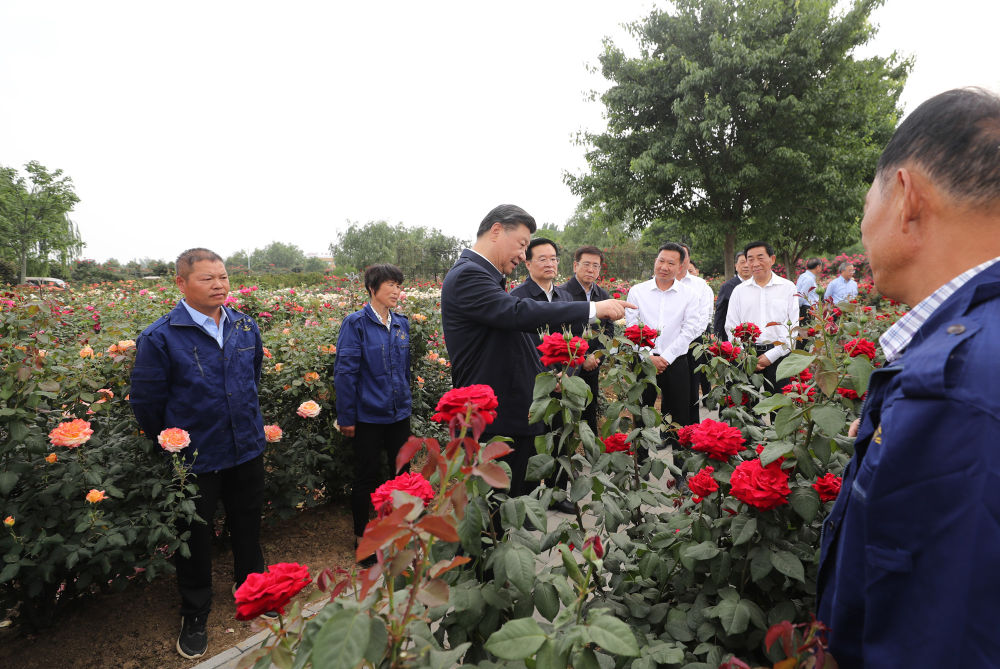 这是12日下午,习近平在南阳月季博览园考察.