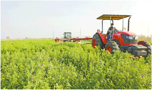 优质牧草喜获丰收