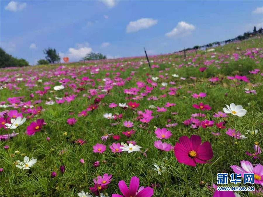 广西：绿稻花海 诗意南丹