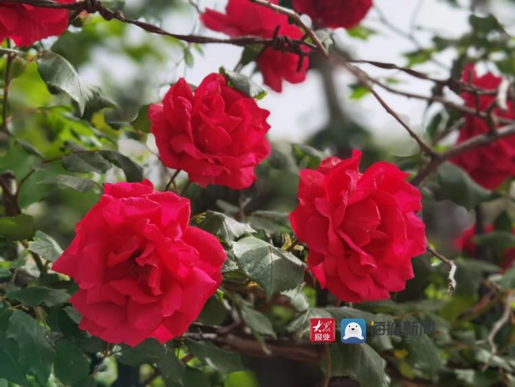 初夏青岛 蔷薇花盛开的季节