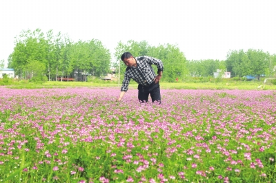 【中原優品-文字列表】信陽市淮濱縣紫雲英增“色”又增收